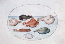 Fish 16th century. Artist: Joris Hoefnagel