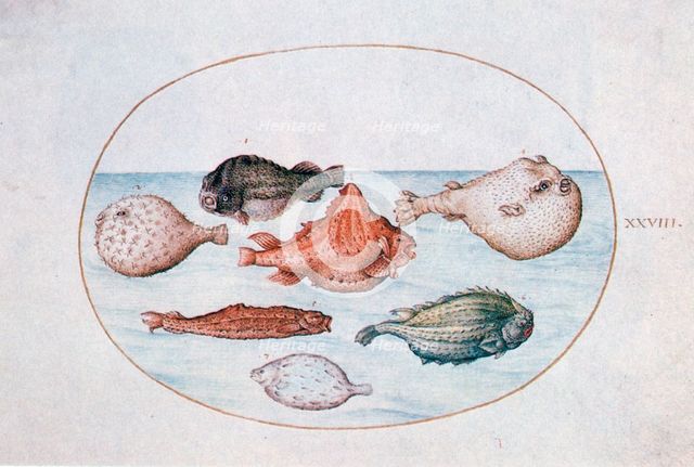 'Fish', 16th century. Artist: Joris Hoefnagel