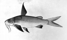 Fish, 1777-1783. Creator: Bhawani Das