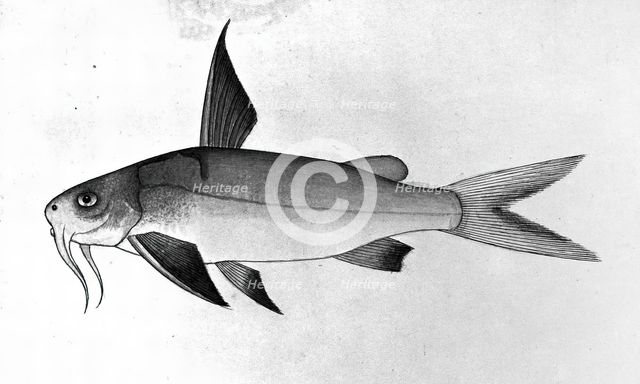 Fish, 1777-1783. Creator: Bhawani Das.