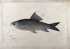 Fish, 1777-1783. Creator: Bhawani Das