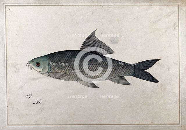 Fish, 1777-1783. Creator: Bhawani Das.