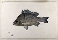 Fish, 1777-1783. Creator: Bhawani Das