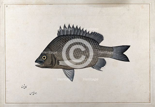Fish, 1777-1783. Creator: Bhawani Das.