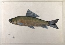 Fish, 1777-1783. Creator: Bhawani Das
