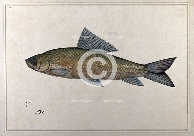 Fish, 1777-1783. Creator: Bhawani Das.