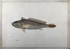 Fish, 1777-1783. Creator: Bhawani Das