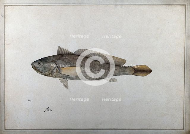 Fish, 1777-1783. Creator: Bhawani Das.