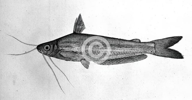 Fish, 1777-1783. Creator: Bhawani Das.