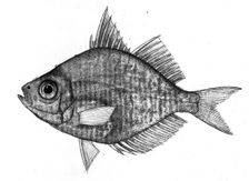 Fish, 1777-1783. Creator: Bhawani Das
