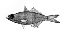 Fish, 1777-1783. Creator: Bhawani Das