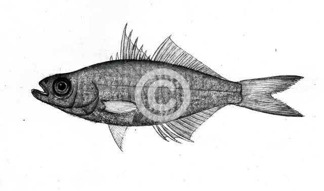 Fish, 1777-1783. Creator: Bhawani Das.