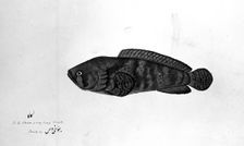 Fish, 1783. Creator: Bhawani Das