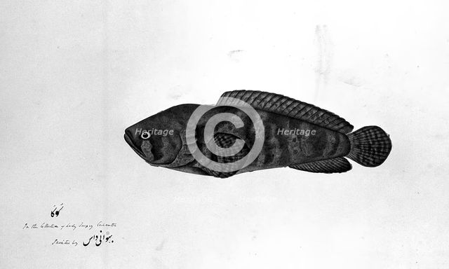 Fish, 1783. Creator: Bhawani Das.