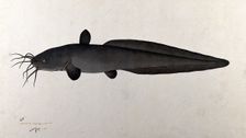 Fish, 1783. Creator: Bhawani Das
