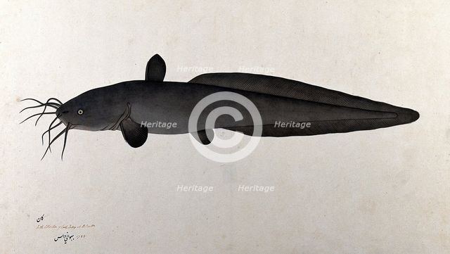 Fish, 1783. Creator: Bhawani Das.
