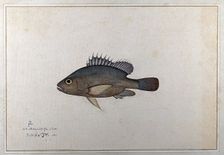 Fish, 1783. Creator: Bhawani Das