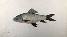 Fish, 1783. Creator: Bhawani Das