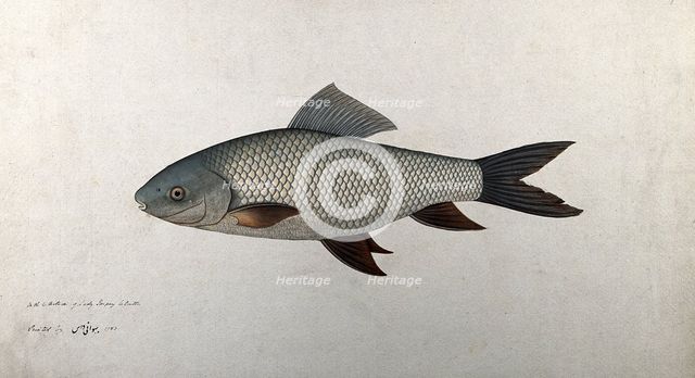 Fish, 1783. Creator: Bhawani Das.