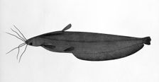 Fish, 1783. Creator: Bhawani Das