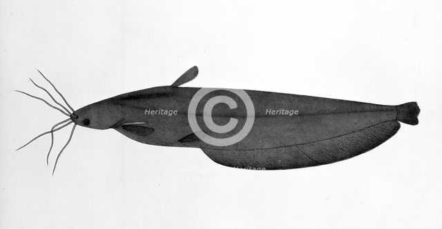 Fish, 1783. Creator: Bhawani Das.