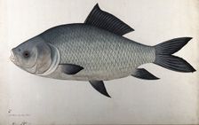 Fish, 1783. Creator: Bhawani Das