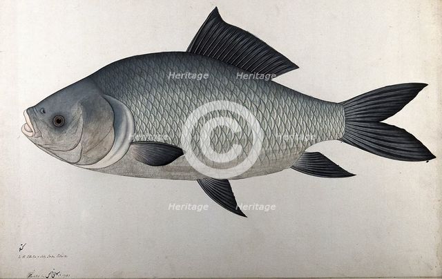 Fish, 1783. Creator: Bhawani Das.