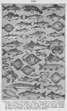 Fish 1907, (1907)