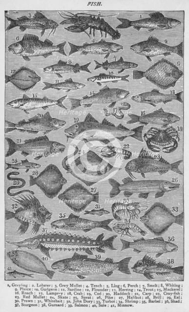 'Fish', 1907, (1907). Artist: Unknown.