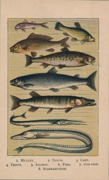 Fish 1907, (1907)