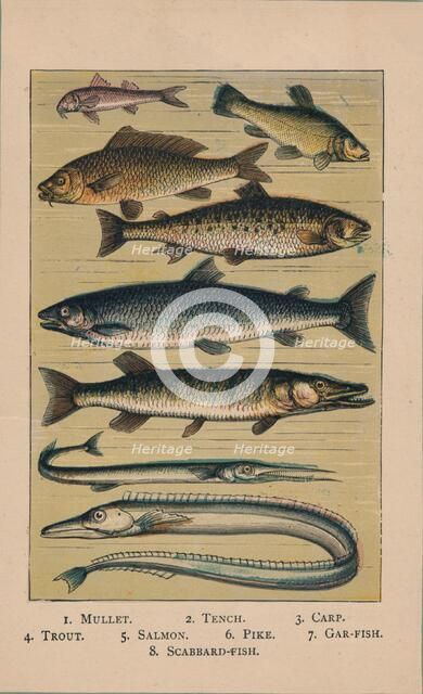 'Fish', 1907, (1907). Artist: Unknown.