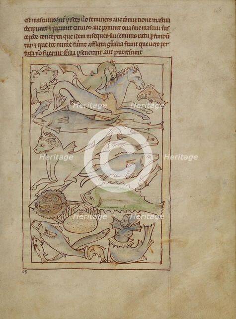 Fish and Sea Monsters; Northumberland Bestiary, about 1250-1260. Creator: Unknown.