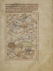 Fish and Sea Monsters; Northumberland Bestiary, about 1250-1260. Creator: Unknown