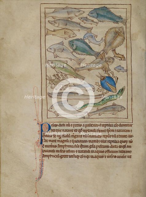 Fish and Sea Monsters; Northumberland Bestiary, about 1250-1260. Creator: Unknown.