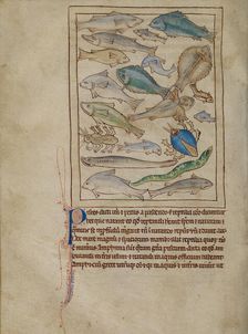 Fish and Sea Monsters; Northumberland Bestiary, about 1250-1260. Creator: Unknown