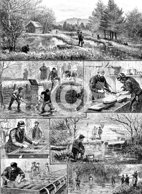 Fish-breeding; a Surrey trout-farm, 1890. Creator: Unknown.