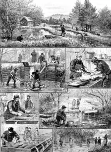 Fish-breeding; a Surrey trout-farm, 1890. Creator: Unknown