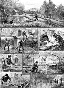 Fish-breeding; a Surrey trout-farm, 1890. Creator: Unknown