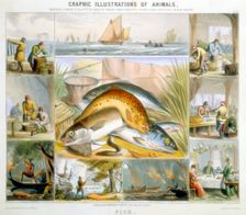 Fish, c1850. Creator: Robert Kent Thomas