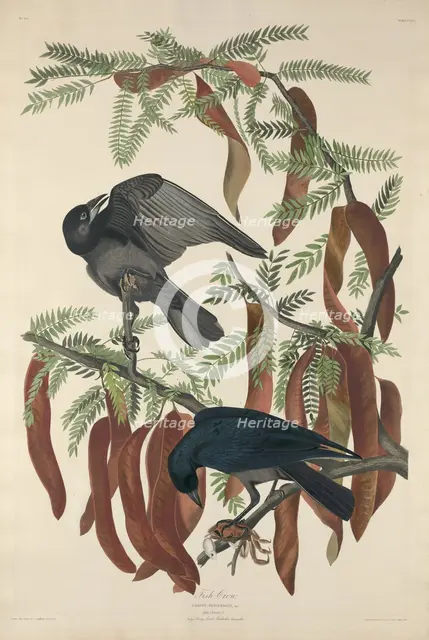 Fish Crow, 1832. Creator: Robert Havell.