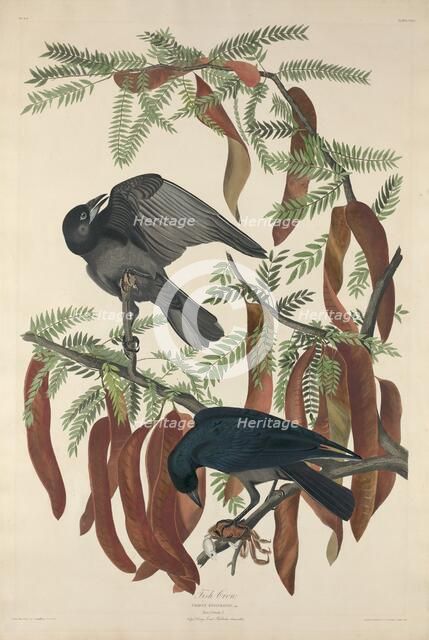 Fish Crow, 1832. Creator: Robert Havell.