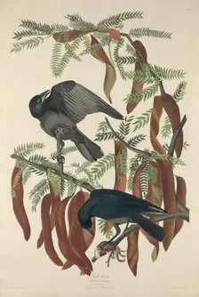 Fish Crow, 1832. Creator: Robert Havell