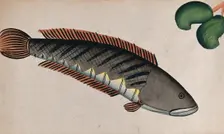 Fish. Creator: Unknown