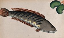 Fish. Creator: Unknown