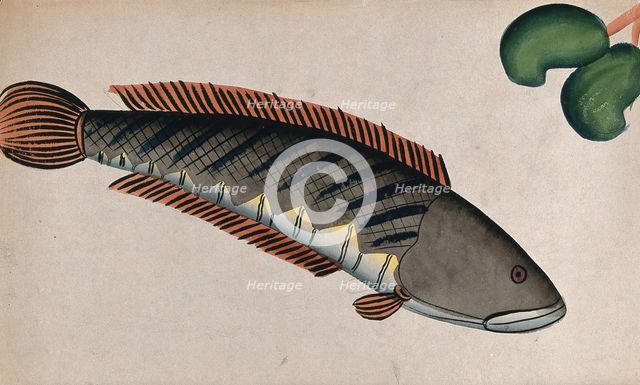 Fish. Creator: Unknown.