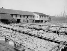 Fish flakes, Gloucester, Mass., c1905. Creator: Unknown