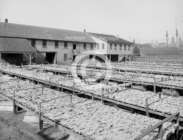 Fish flakes, Gloucester, Mass., c1905. Creator: Unknown.