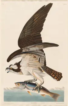 Fish Hawk, 1830. Creator: Robert Havell