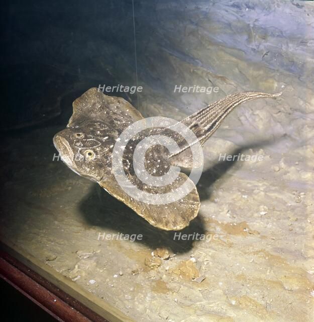 Fish of Early Devonian Era, Gemuendina Stuertzi, Prussia. Artist: Unknown.