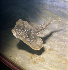 Fish of Early Devonian Era, Gemuendina Stuertzi, Prussia